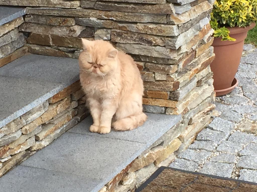 Roubenka Bozi Dar Daire Dış mekan fotoğraf